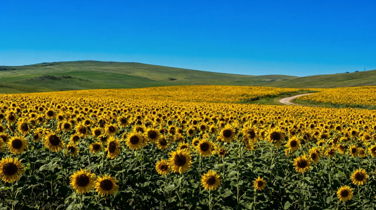 Un campo de girasoles en flor con colinas verdes y cielo azul