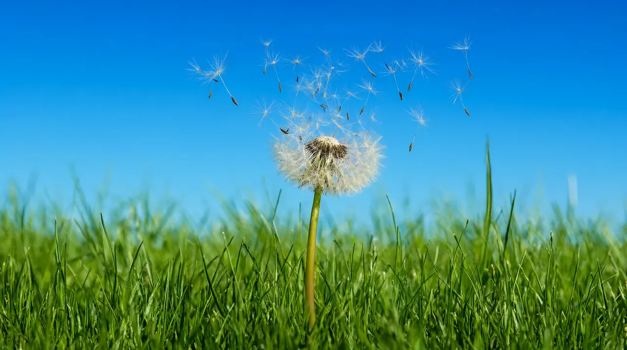 Un diente de león soltando sus semillas al aire en una pradera verde.